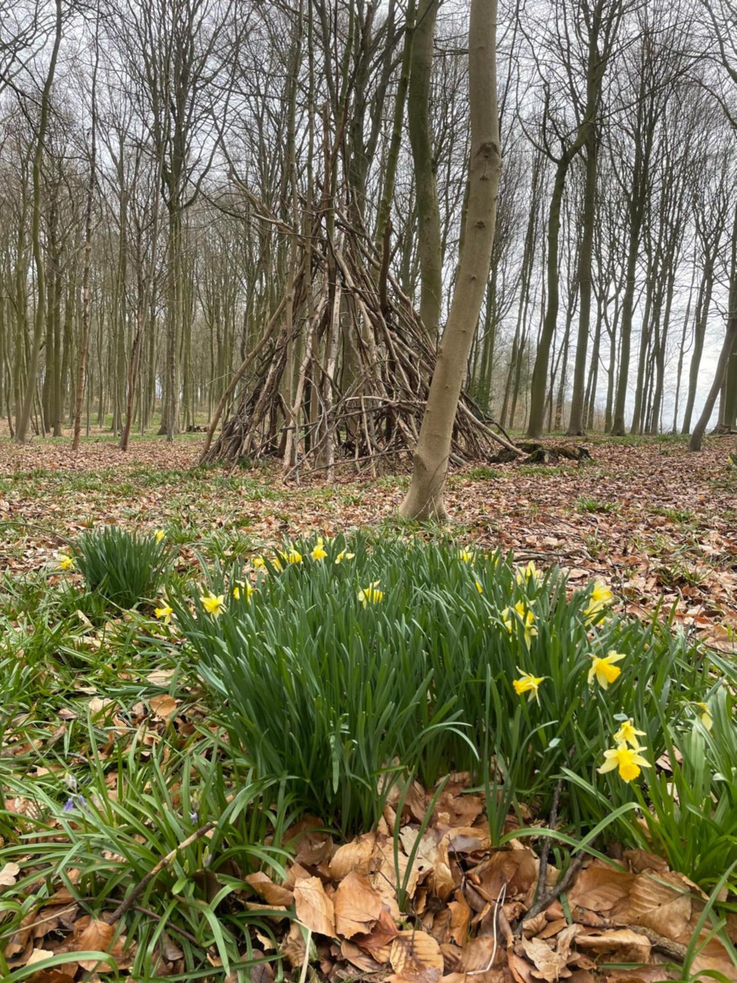 La Canopee Des Arbres, Anna Ellezelles Eksteriør billede